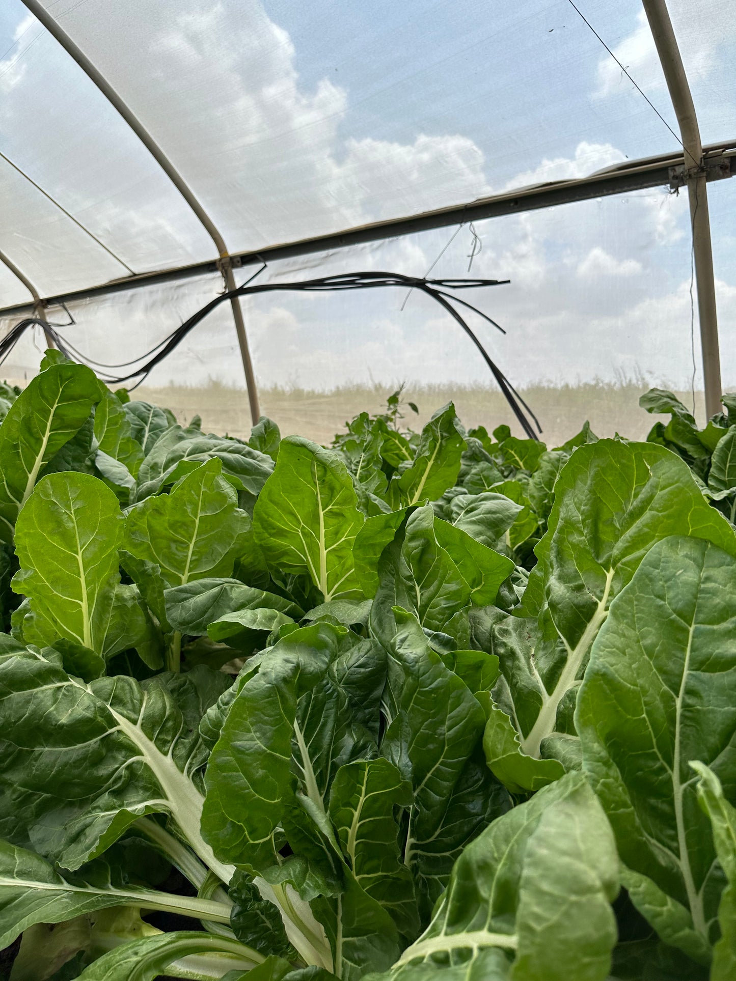 סלק עלים / מנגולד