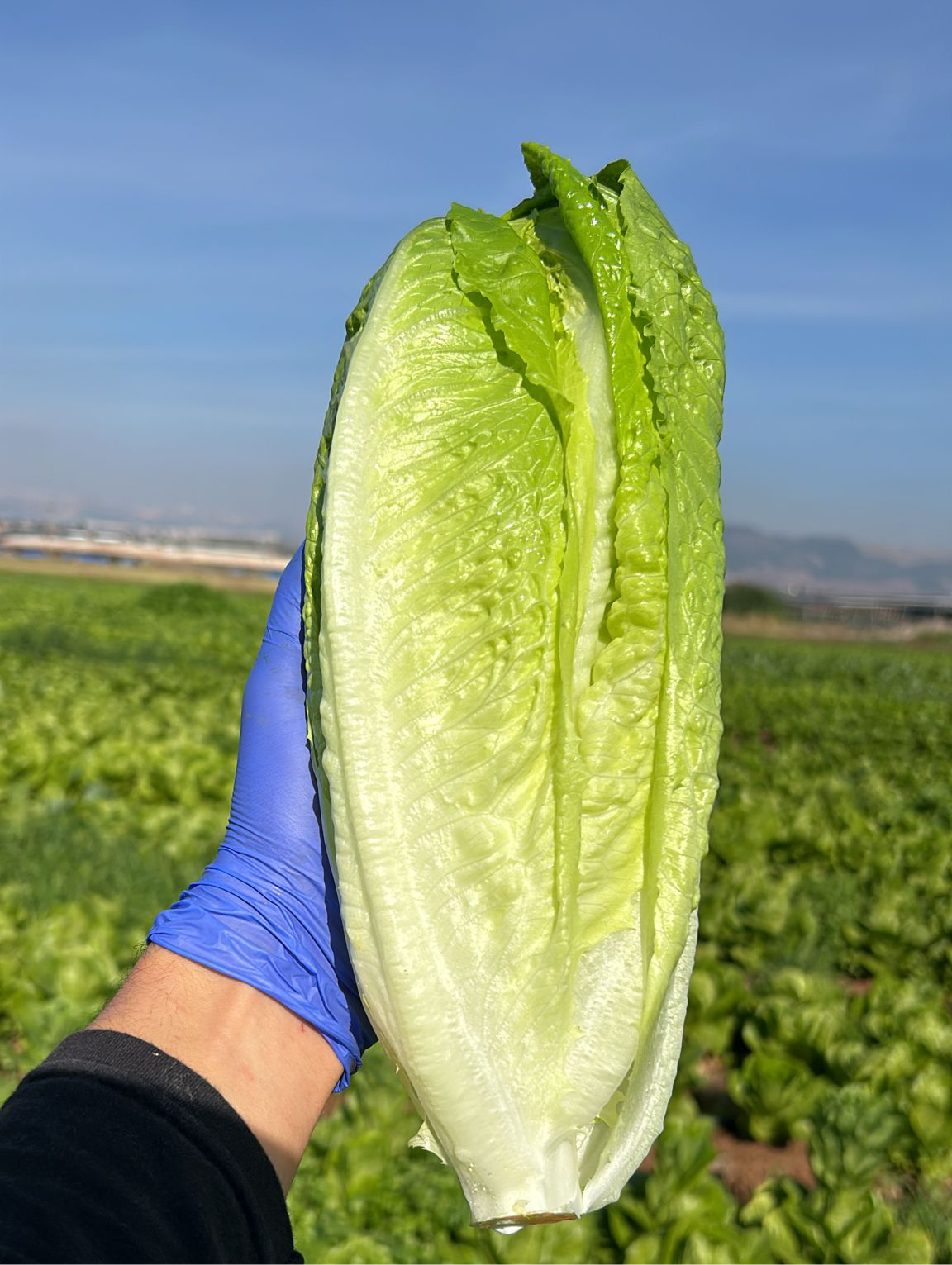 חסה לבבות קיסר