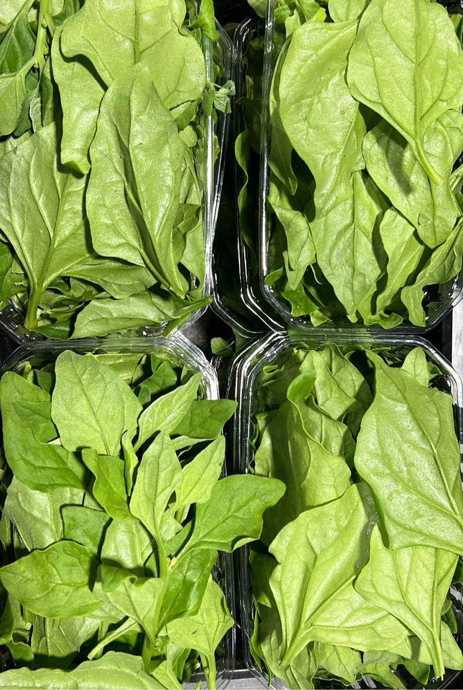 תרד ניו זילנדי