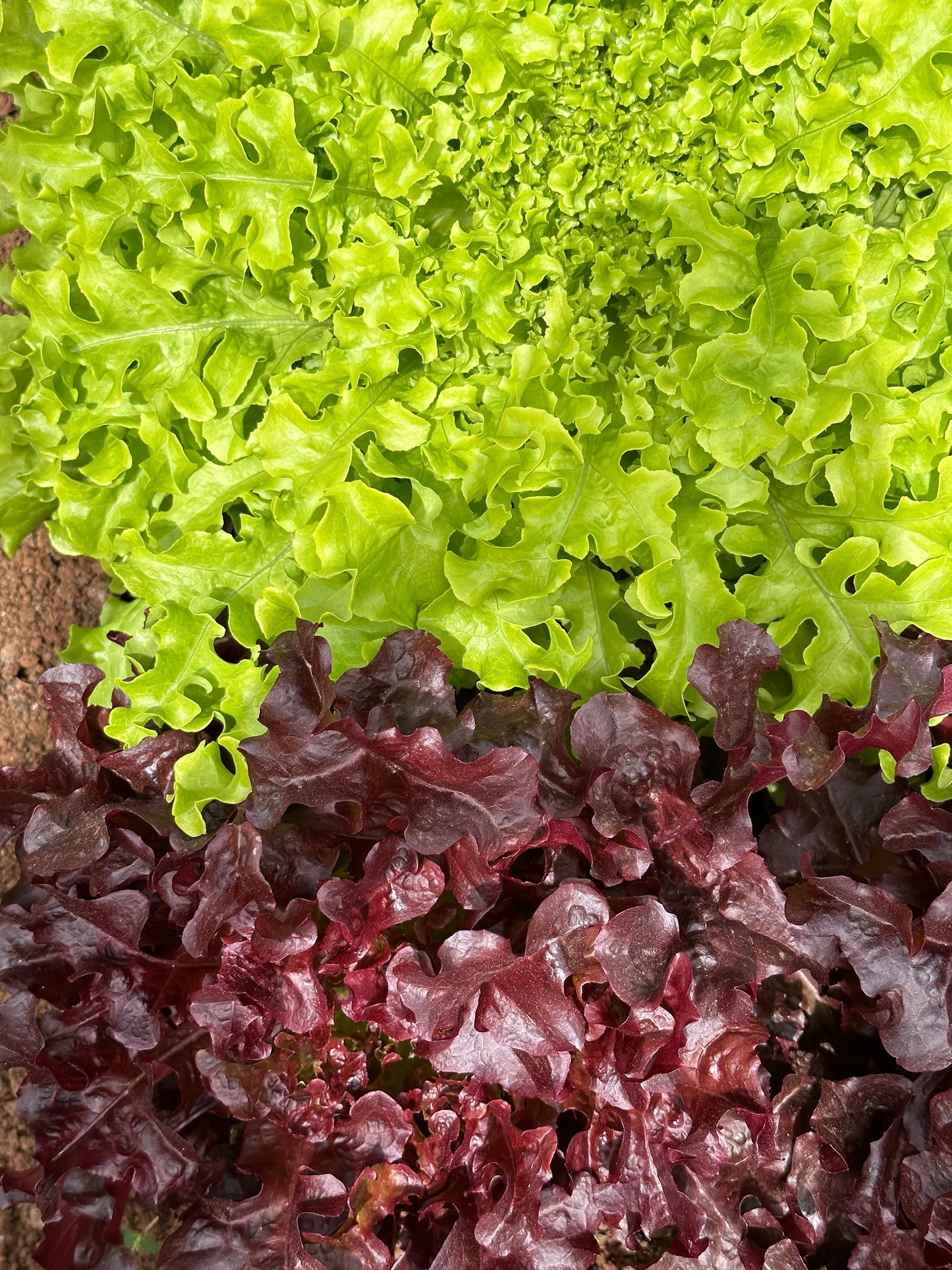 חסה מסולסלת