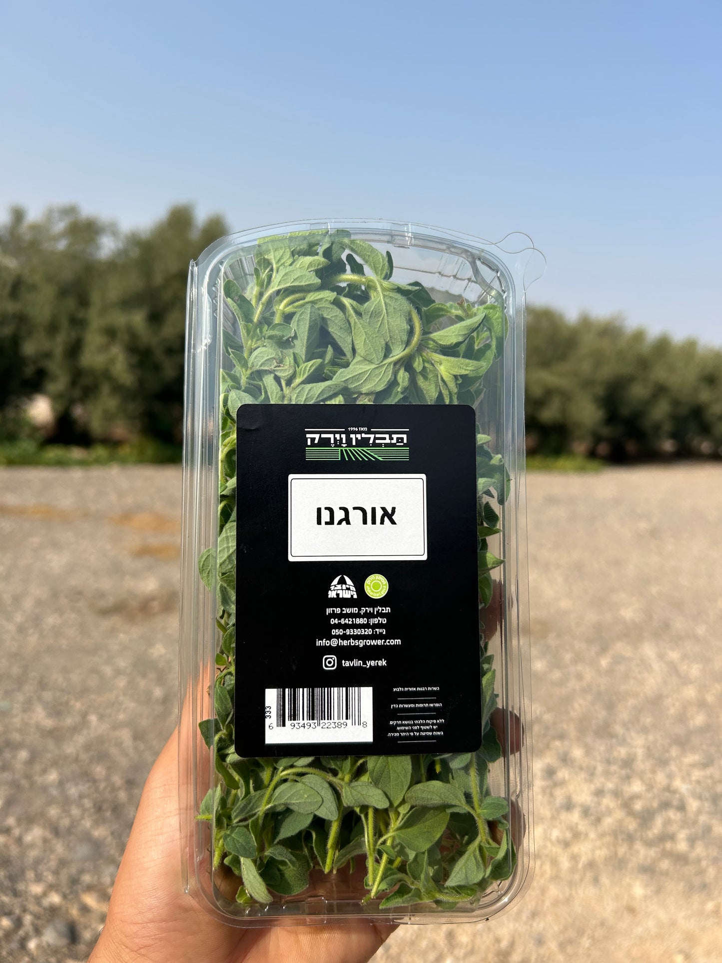 אורגנו