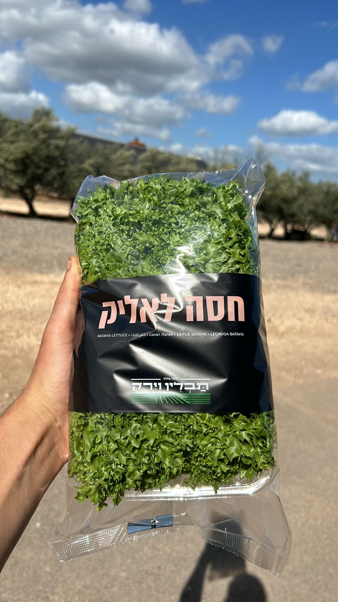 חסה לאליק