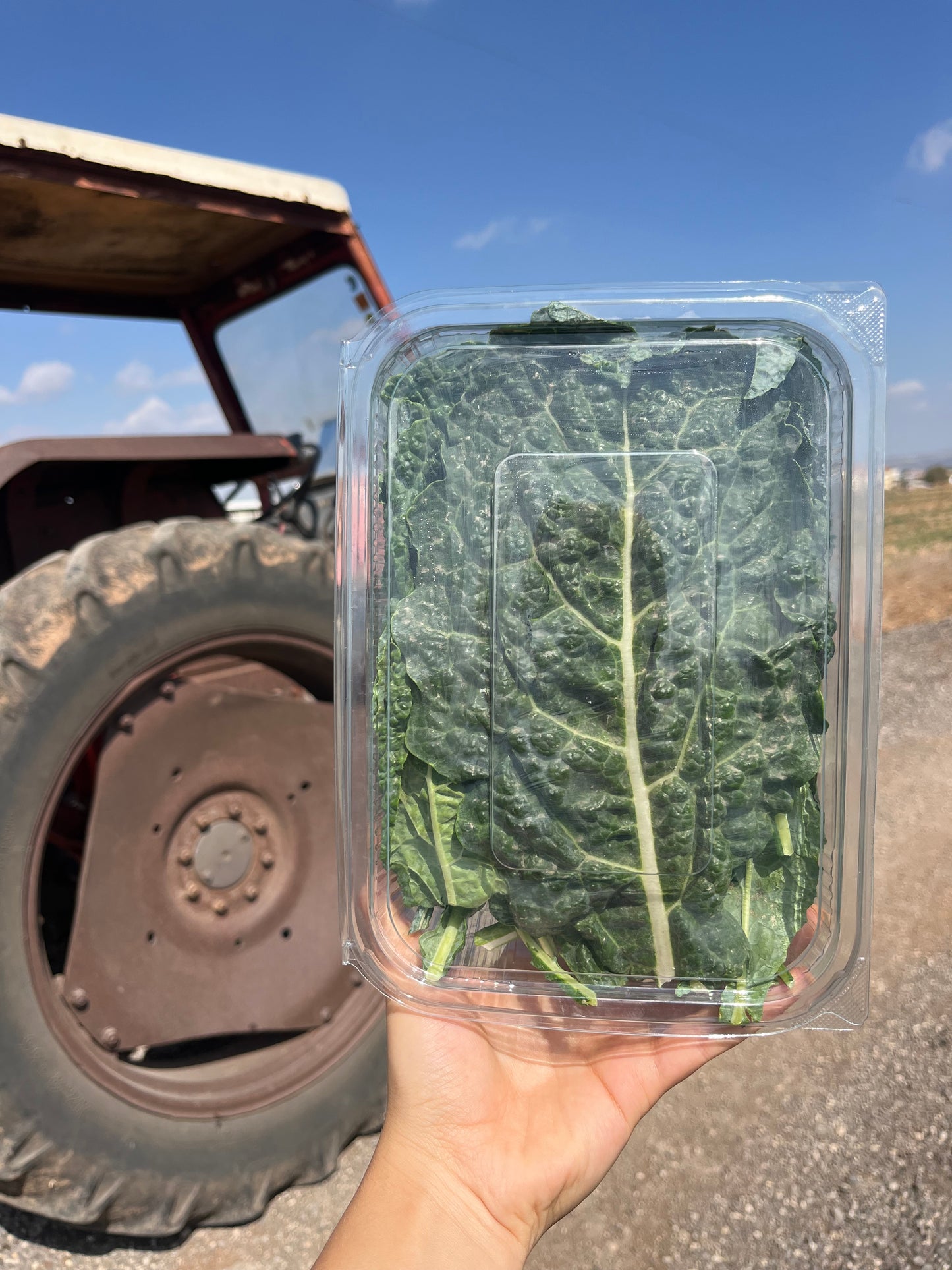 קייל דינוזאור