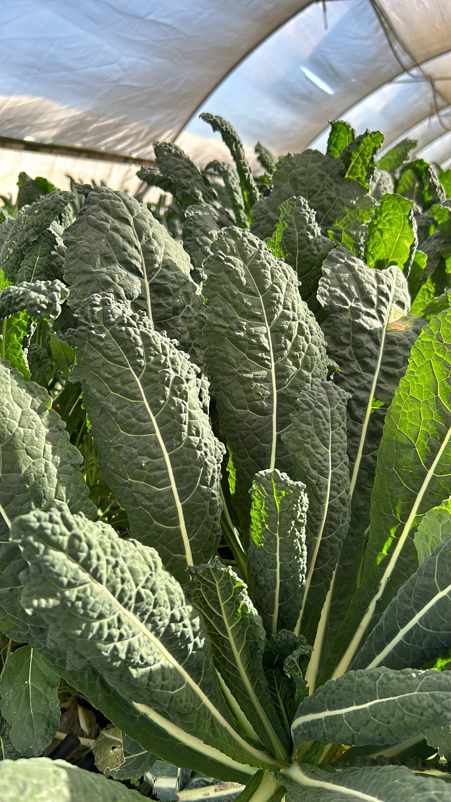 קייל דינוזאור