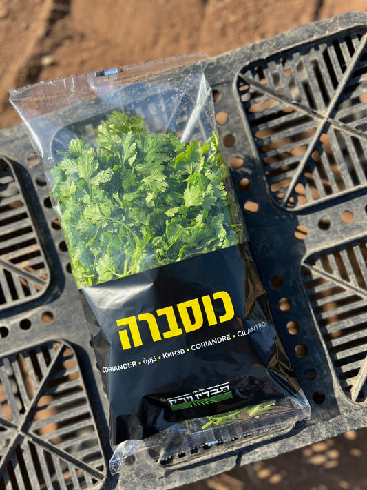כוסברה