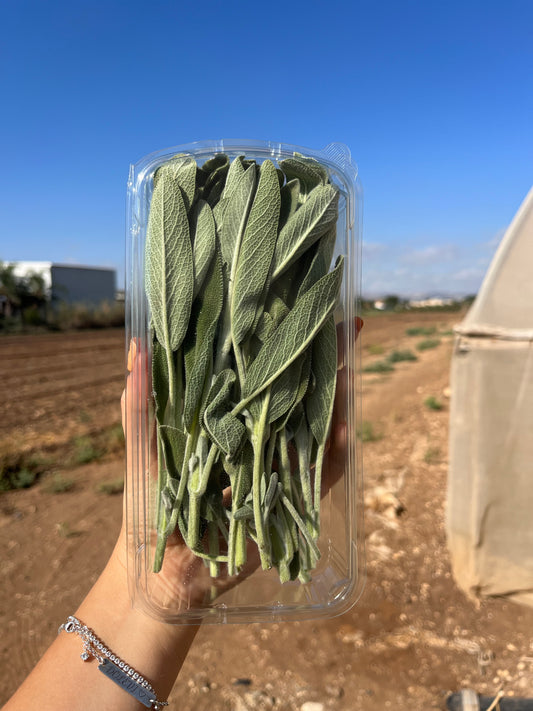 מרווה