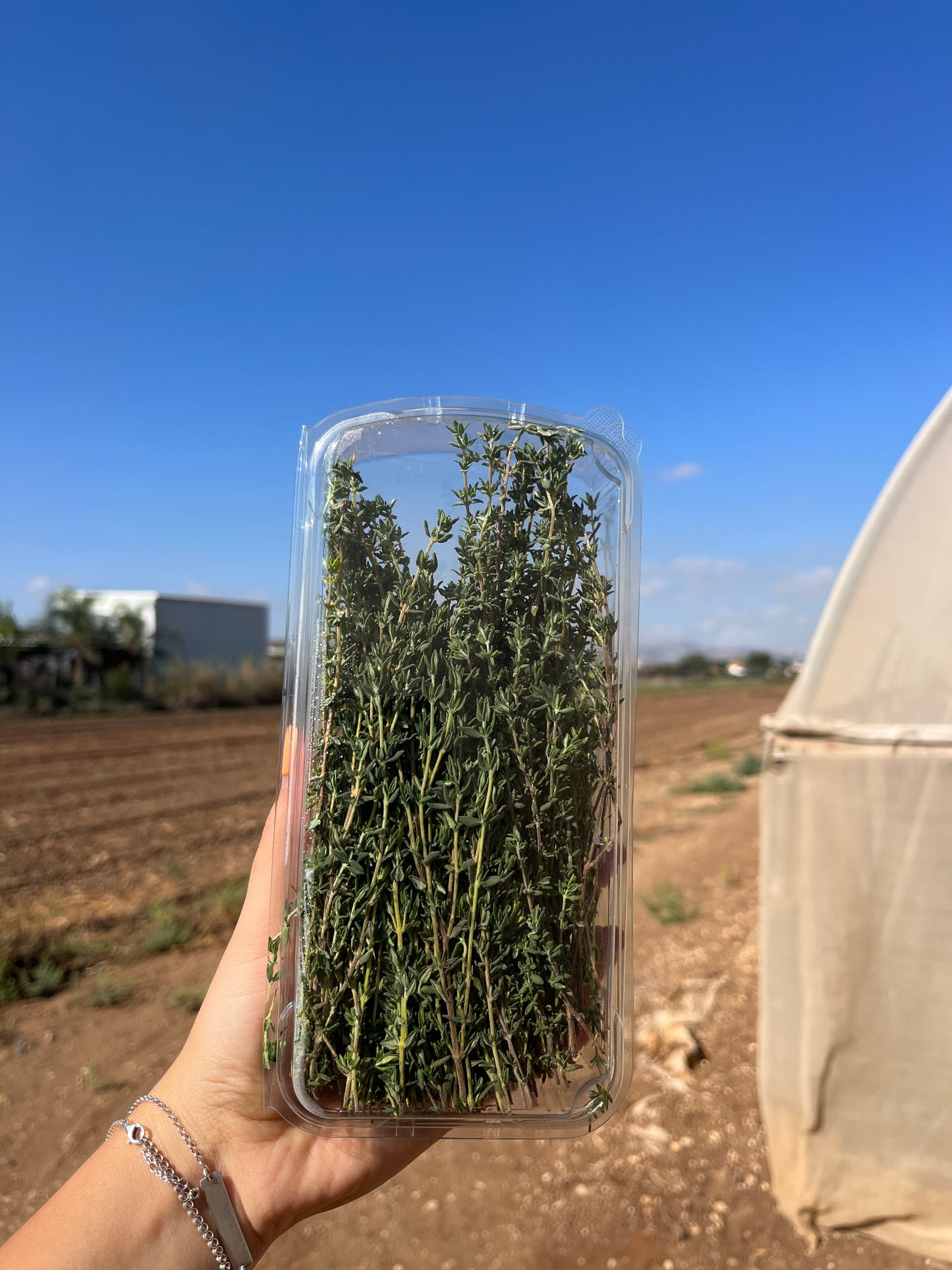 טימין / קורנית