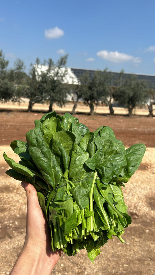 תרד טורקי
