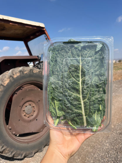 קייל דינוזאור